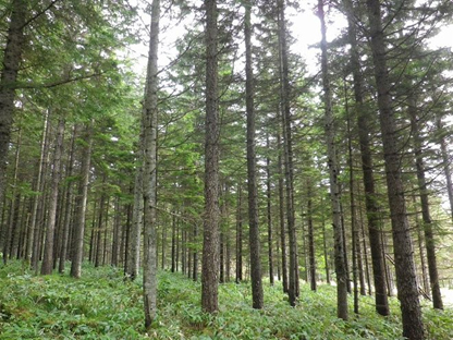 蒙特卡罗474·(中国区)官方网站-Brand Company